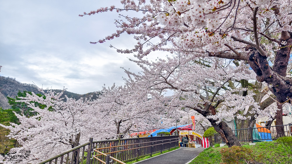 函館賞櫻景點｜函館公園：免費函館動物園(館)．函館公園兒童樂園．市立函館博物館 @緹雅瑪 美食旅遊趣