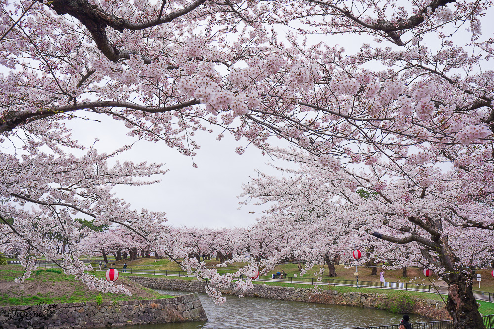 櫻花盛開的五稜郭公園，北海道函館人氣景點！！北海道賞櫻之旅~1500棵絕美櫻花林公園 @緹雅瑪 美食旅遊趣