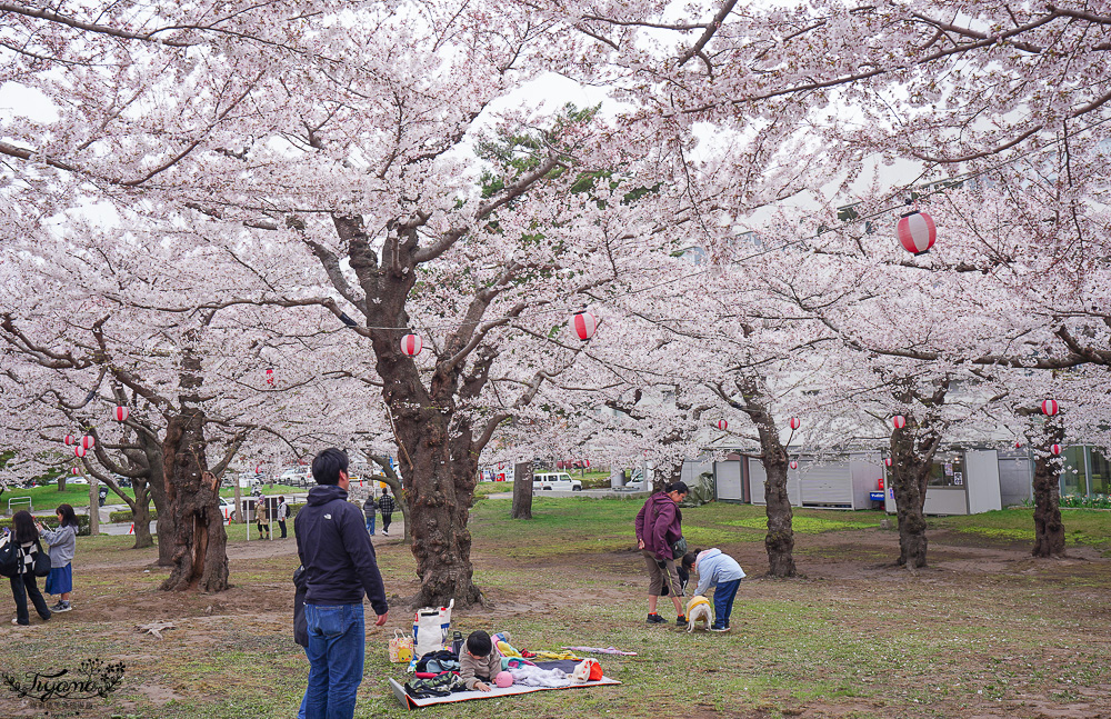 櫻花盛開的五稜郭公園，北海道函館人氣景點！！北海道賞櫻之旅~1500棵絕美櫻花林公園 @緹雅瑪 美食旅遊趣