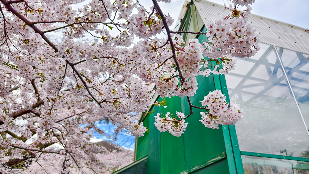 函館賞櫻景點｜函館公園：免費函館動物園(館)．函館公園兒童樂園．市立函館博物館 @緹雅瑪 美食旅遊趣
