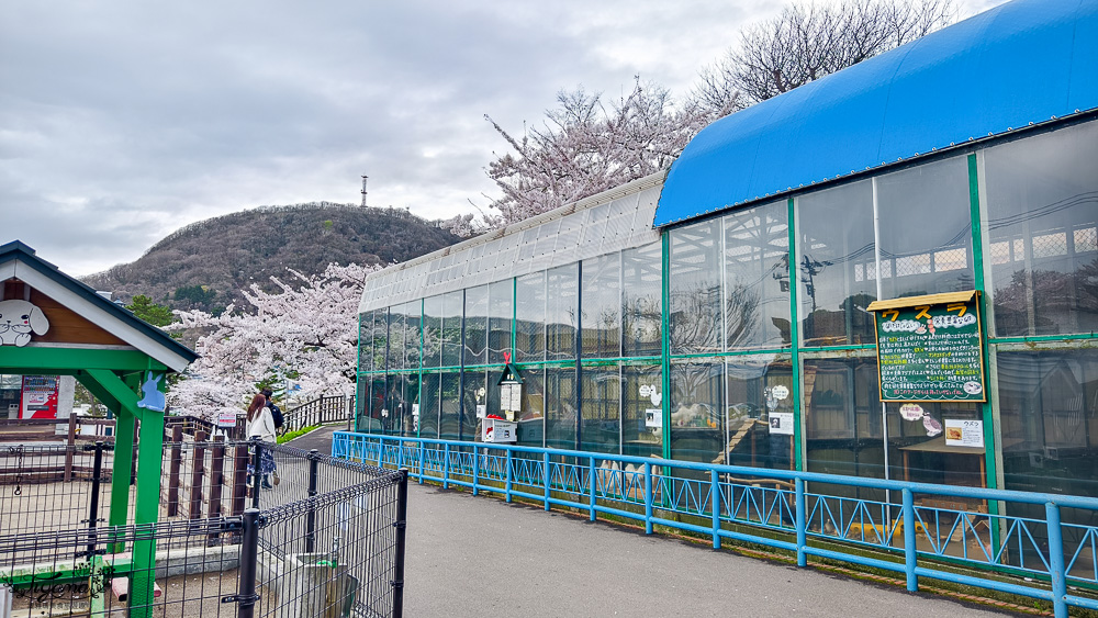 函館賞櫻景點｜函館公園：免費函館動物園(館)．函館公園兒童樂園．市立函館博物館 @緹雅瑪 美食旅遊趣