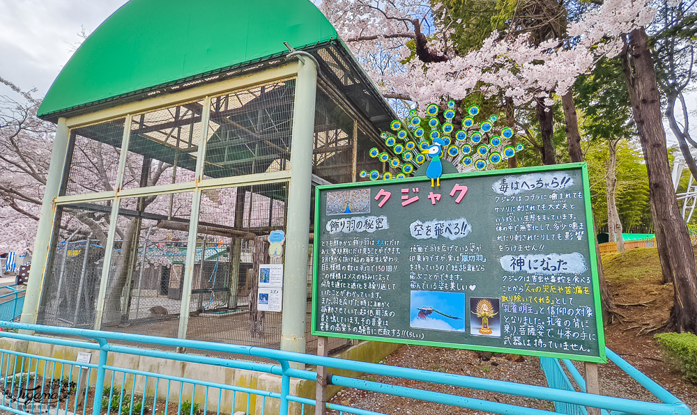 函館賞櫻景點｜函館公園：免費函館動物園(館)．函館公園兒童樂園．市立函館博物館 @緹雅瑪 美食旅遊趣