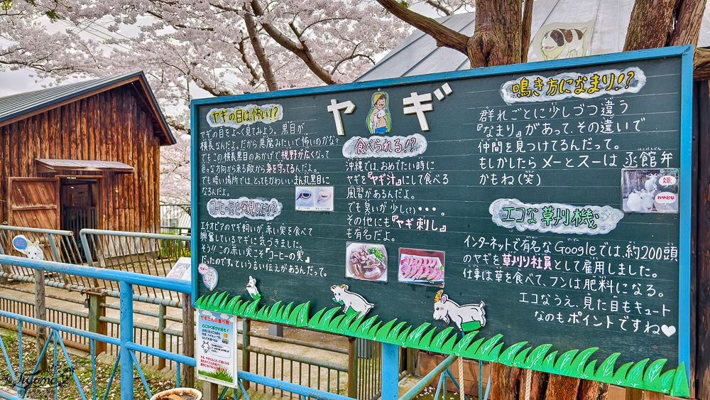 函館賞櫻景點｜函館公園：免費函館動物園(館)．函館公園兒童樂園．市立函館博物館 @緹雅瑪 美食旅遊趣