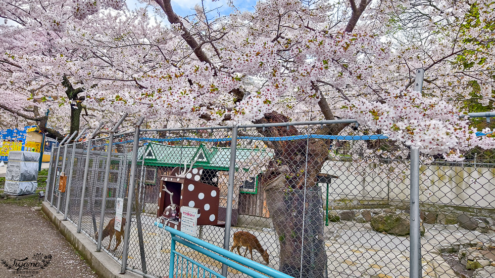 函館賞櫻景點｜函館公園：免費函館動物園(館)．函館公園兒童樂園．市立函館博物館 @緹雅瑪 美食旅遊趣