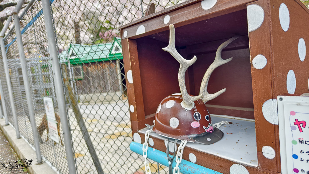 函館賞櫻景點｜函館公園：免費函館動物園(館)．函館公園兒童樂園．市立函館博物館 @緹雅瑪 美食旅遊趣