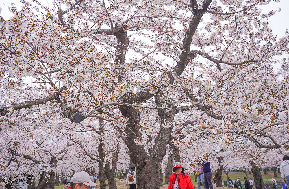 櫻花盛開的五稜郭公園，北海道函館人氣景點！！北海道賞櫻之旅~1500棵絕美櫻花林公園 @緹雅瑪 美食旅遊趣