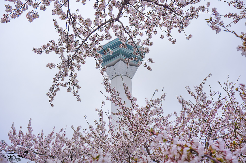 櫻花盛開的五稜郭公園，北海道函館人氣景點！！北海道賞櫻之旅~1500棵絕美櫻花林公園 @緹雅瑪 美食旅遊趣