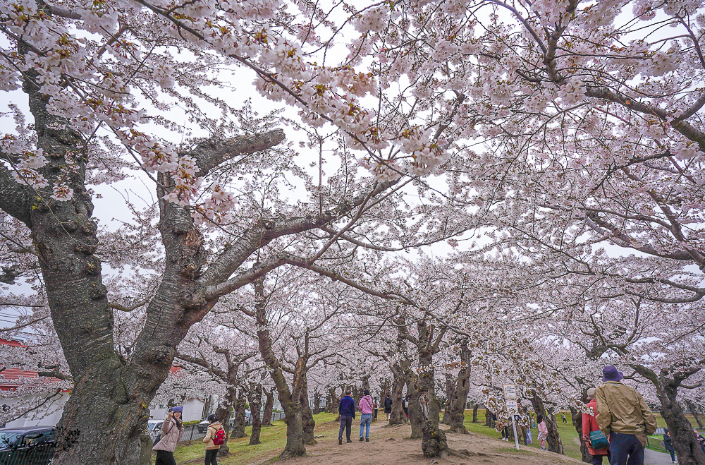 櫻花盛開的五稜郭公園，北海道函館人氣景點！！北海道賞櫻之旅~1500棵絕美櫻花林公園 @緹雅瑪 美食旅遊趣