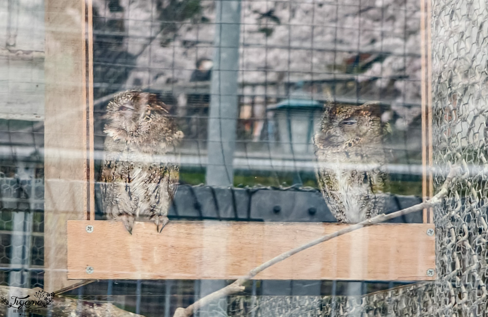 函館賞櫻景點｜函館公園：免費函館動物園(館)．函館公園兒童樂園．市立函館博物館 @緹雅瑪 美食旅遊趣