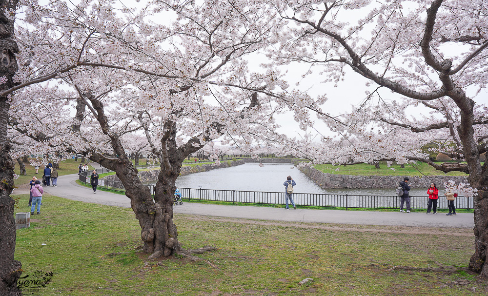 櫻花盛開的五稜郭公園，北海道函館人氣景點！！北海道賞櫻之旅~1500棵絕美櫻花林公園 @緹雅瑪 美食旅遊趣