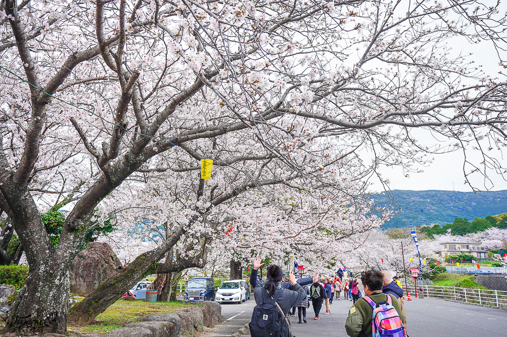長崎景點．長崎櫻花景點「橘公園」，免費賞櫻景點！！櫻花下吃市集美食、長崎蛋糕、品日本清酒 @緹雅瑪 美食旅遊趣