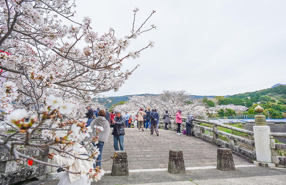 長崎景點．長崎櫻花景點「橘公園」，免費賞櫻景點！！櫻花下吃市集美食、長崎蛋糕、品日本清酒 @緹雅瑪 美食旅遊趣