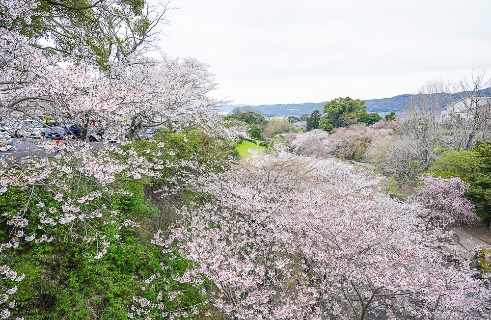 長崎景點．長崎櫻花景點「橘公園」，免費賞櫻景點！！櫻花下吃市集美食、長崎蛋糕、品日本清酒 @緹雅瑪 美食旅遊趣