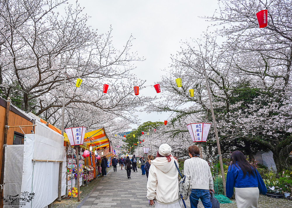 長崎景點．長崎櫻花景點「橘公園」，免費賞櫻景點！！櫻花下吃市集美食、長崎蛋糕、品日本清酒 @緹雅瑪 美食旅遊趣