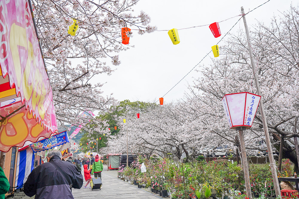 長崎景點．長崎櫻花景點「橘公園」，免費賞櫻景點！！櫻花下吃市集美食、長崎蛋糕、品日本清酒 @緹雅瑪 美食旅遊趣