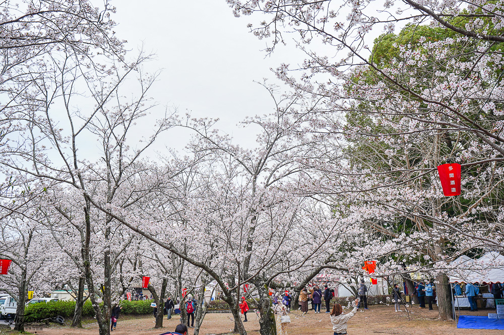 長崎景點．長崎櫻花景點「橘公園」，免費賞櫻景點！！櫻花下吃市集美食、長崎蛋糕、品日本清酒 @緹雅瑪 美食旅遊趣