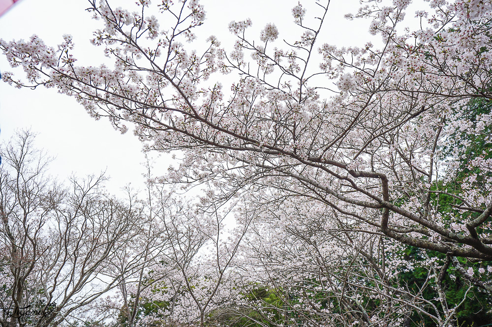 長崎景點．長崎櫻花景點「橘公園」，免費賞櫻景點！！櫻花下吃市集美食、長崎蛋糕、品日本清酒 @緹雅瑪 美食旅遊趣