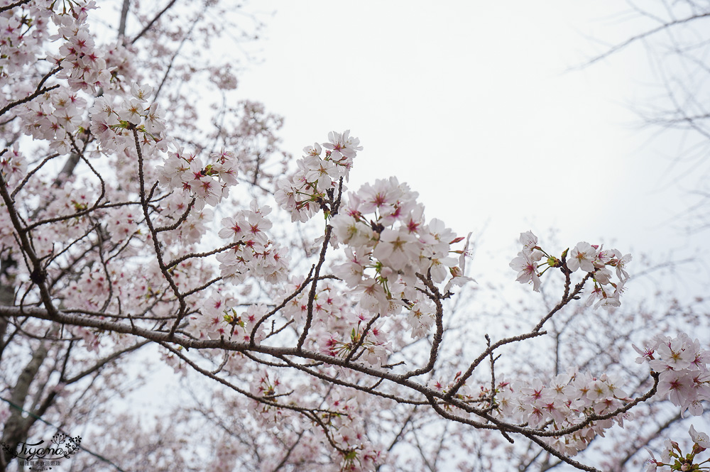 長崎景點．長崎櫻花景點「橘公園」，免費賞櫻景點！！櫻花下吃市集美食、長崎蛋糕、品日本清酒 @緹雅瑪 美食旅遊趣