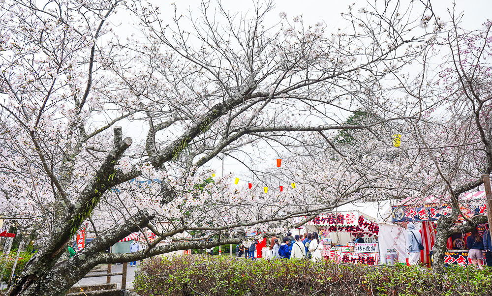 長崎景點．長崎櫻花景點「橘公園」，免費賞櫻景點！！櫻花下吃市集美食、長崎蛋糕、品日本清酒 @緹雅瑪 美食旅遊趣