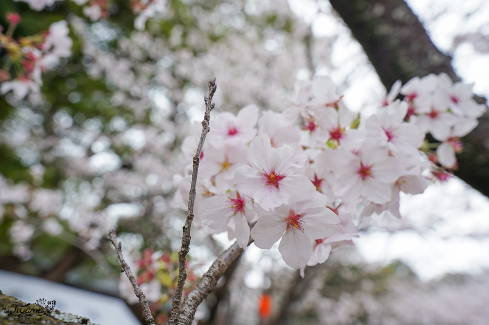 長崎景點．長崎櫻花景點「橘公園」，免費賞櫻景點！！櫻花下吃市集美食、長崎蛋糕、品日本清酒 @緹雅瑪 美食旅遊趣