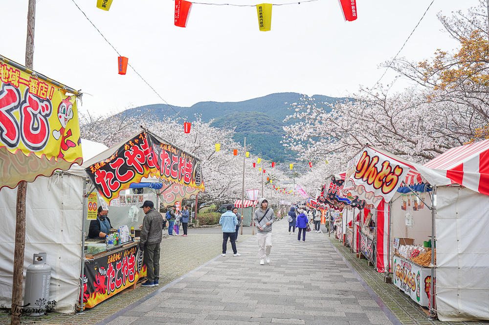 長崎景點．長崎櫻花景點「橘公園」，免費賞櫻景點！！櫻花下吃市集美食、長崎蛋糕、品日本清酒 @緹雅瑪 美食旅遊趣