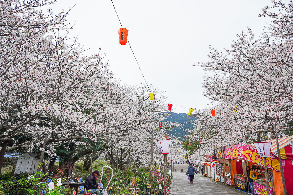 長崎景點．長崎櫻花景點「橘公園」，免費賞櫻景點！！櫻花下吃市集美食、長崎蛋糕、品日本清酒 @緹雅瑪 美食旅遊趣