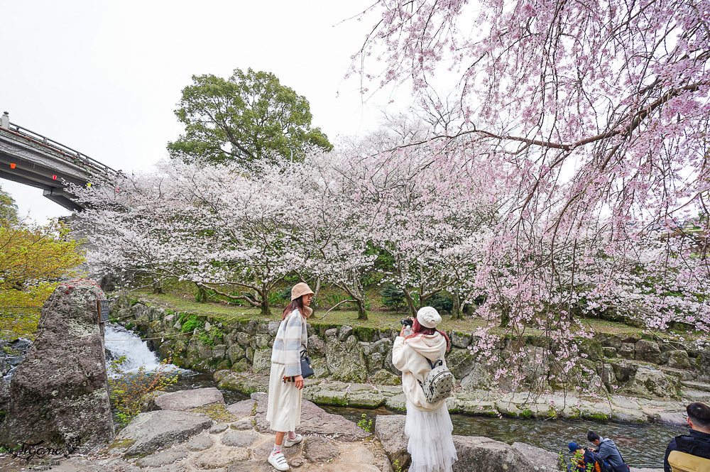 長崎景點．長崎櫻花景點「橘公園」，免費賞櫻景點！！櫻花下吃市集美食、長崎蛋糕、品日本清酒 @緹雅瑪 美食旅遊趣
