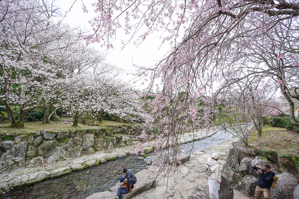 長崎景點．長崎櫻花景點「橘公園」，免費賞櫻景點！！櫻花下吃市集美食、長崎蛋糕、品日本清酒 @緹雅瑪 美食旅遊趣