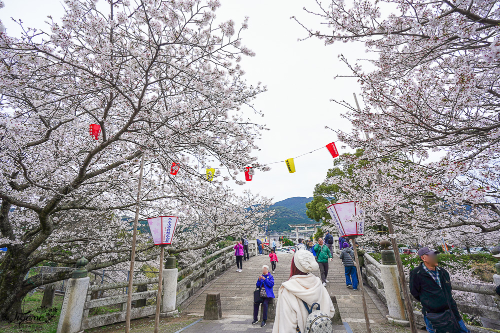 長崎景點．長崎櫻花景點「橘公園」，免費賞櫻景點！！櫻花下吃市集美食、長崎蛋糕、品日本清酒 @緹雅瑪 美食旅遊趣