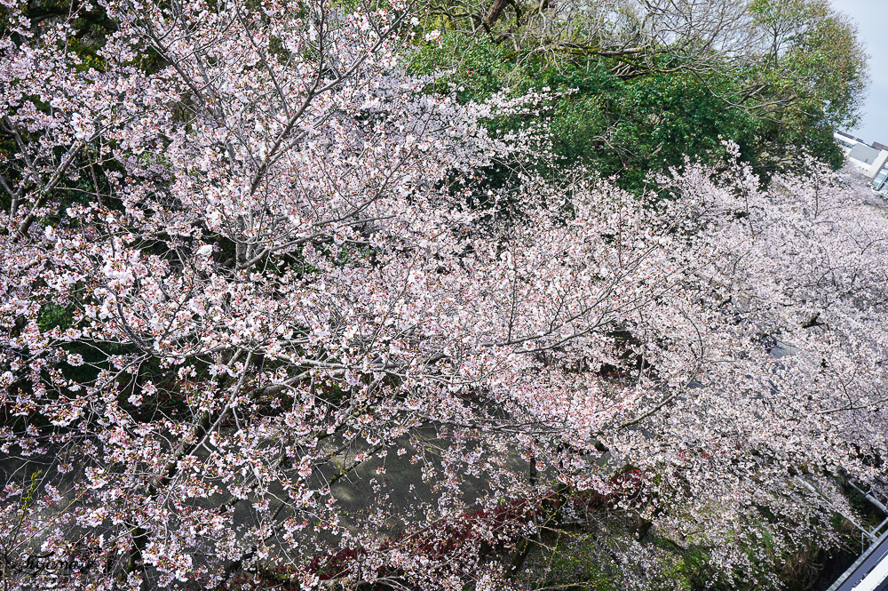 熊本城．櫻之馬場 城彩苑 完整指南攻略！！見證熊本人400年歷史的驕傲光輝之城 @緹雅瑪 美食旅遊趣