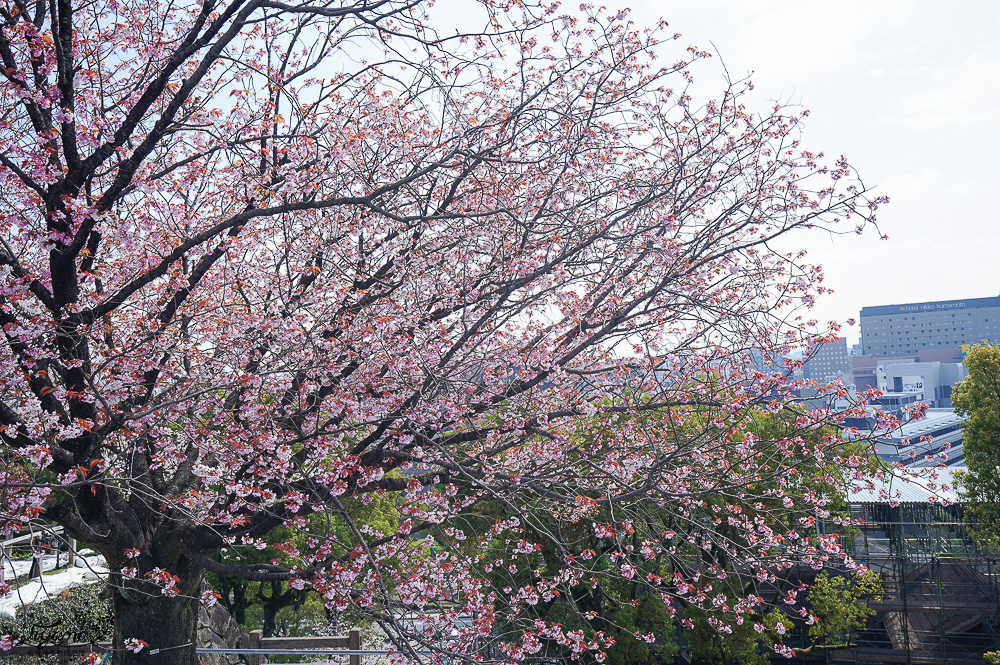 熊本城．櫻之馬場 城彩苑 完整指南攻略！！見證熊本人400年歷史的驕傲光輝之城 @緹雅瑪 美食旅遊趣