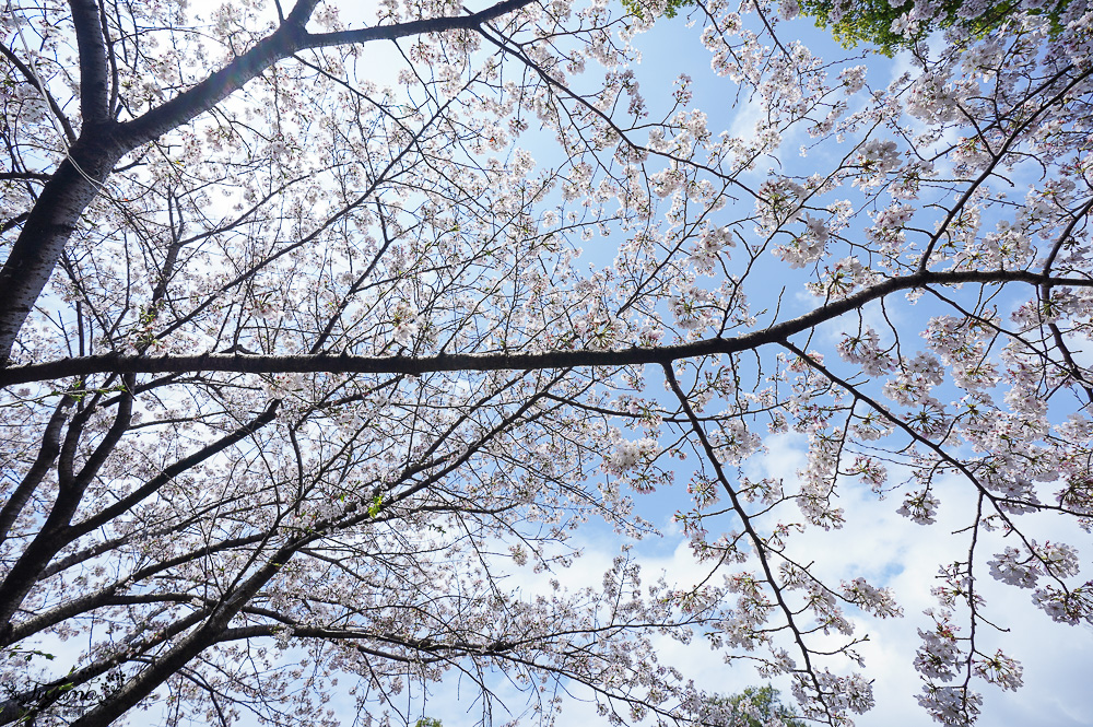 麗星郵輪．岸上光觀一日遊行程~熊本篇！熊本城、櫻之馬場 城彩苑、下通商店街、水前寺成趣園、熊本熊港八代公園 @緹雅瑪 美食旅遊趣