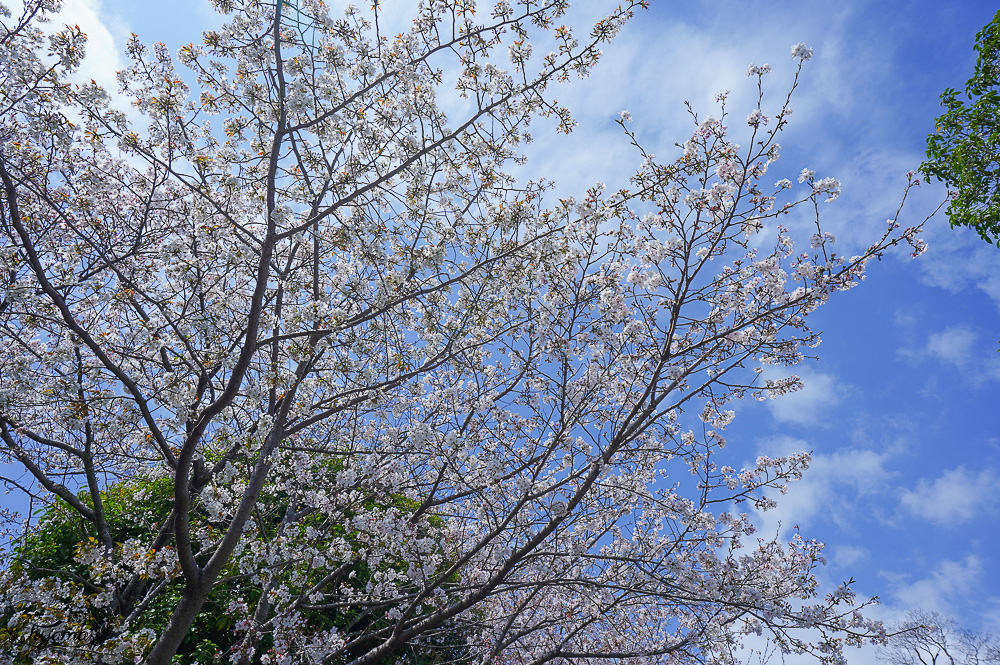 熊本景點「水前寺成趣園」二訪，江戶時期建造至今的日式庭園，熊本市區就有絕美庭園 @緹雅瑪 美食旅遊趣