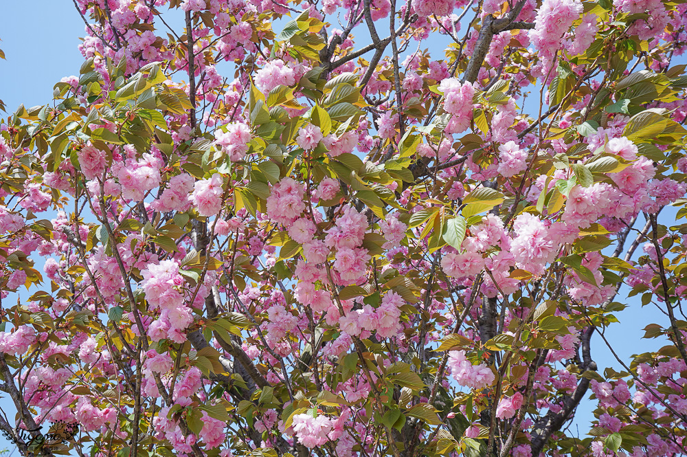 北九州一日遊｜河內藤園、門司港懷舊區散歩、THE OUTLETS KITAKYUSHU自由購物，全中文KKday專屬團~ @緹雅瑪 美食旅遊趣