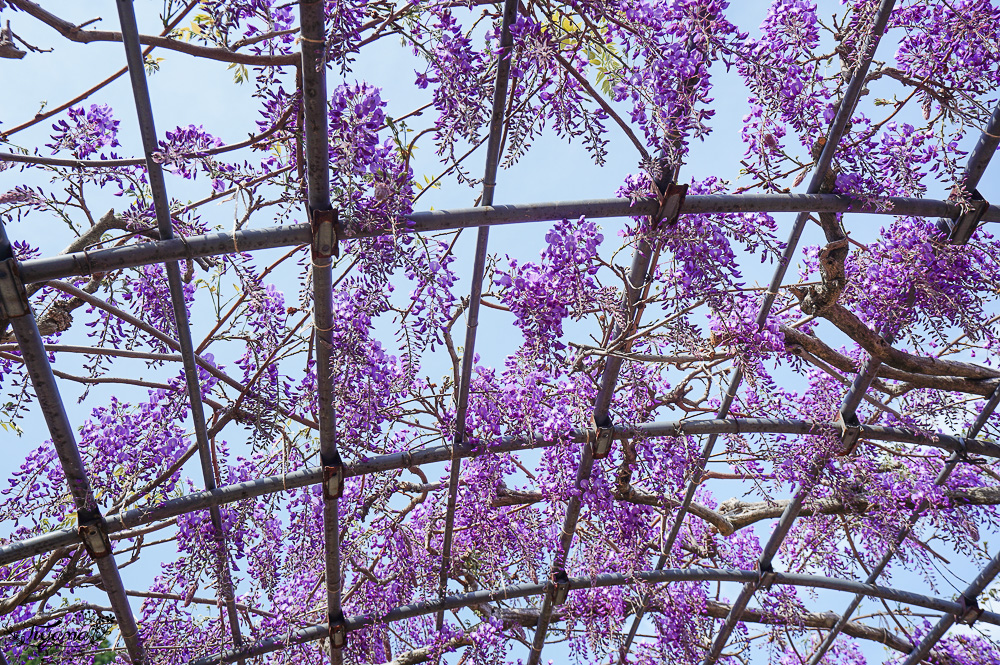 北九州一日遊｜河內藤園、門司港懷舊區散歩、THE OUTLETS KITAKYUSHU自由購物，全中文KKday專屬團~ @緹雅瑪 美食旅遊趣