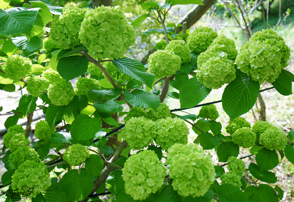 北九州一日遊｜河內藤園、門司港懷舊區散歩、THE OUTLETS KITAKYUSHU自由購物，全中文KKday專屬團~ @緹雅瑪 美食旅遊趣