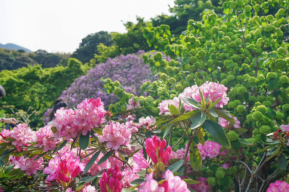 北九州一日遊｜河內藤園、門司港懷舊區散歩、THE OUTLETS KITAKYUSHU自由購物，全中文KKday專屬團~ @緹雅瑪 美食旅遊趣