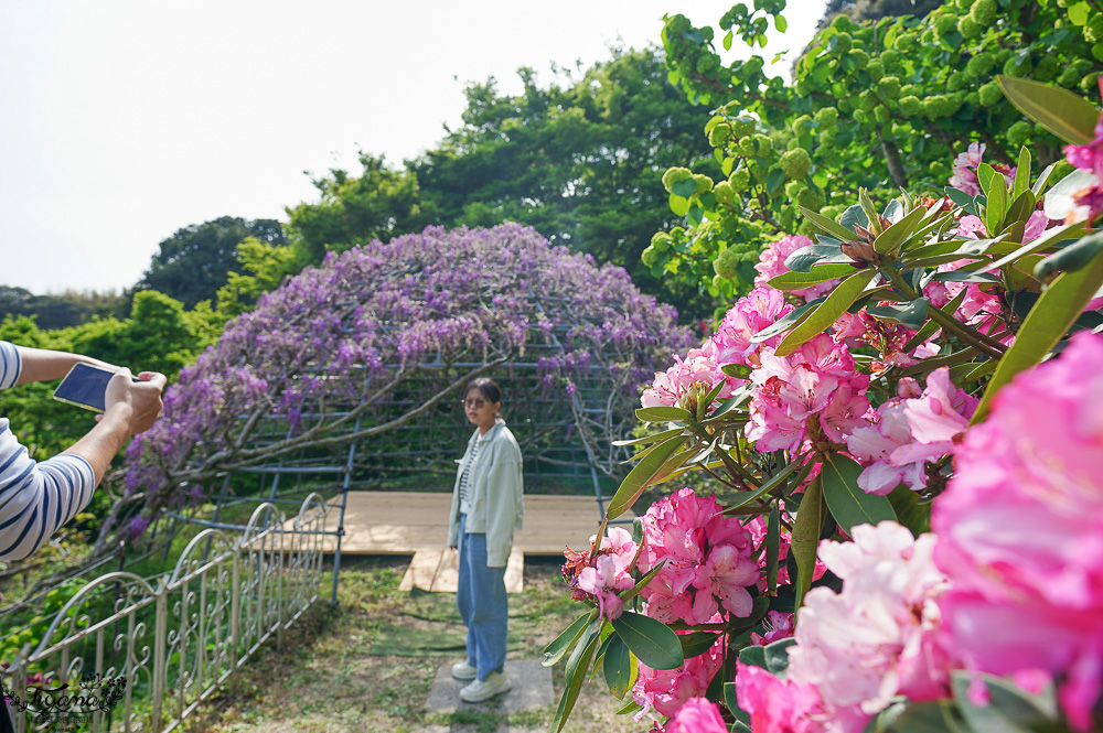 北九州一日遊｜河內藤園、門司港懷舊區散歩、THE OUTLETS KITAKYUSHU自由購物，全中文KKday專屬團~ @緹雅瑪 美食旅遊趣
