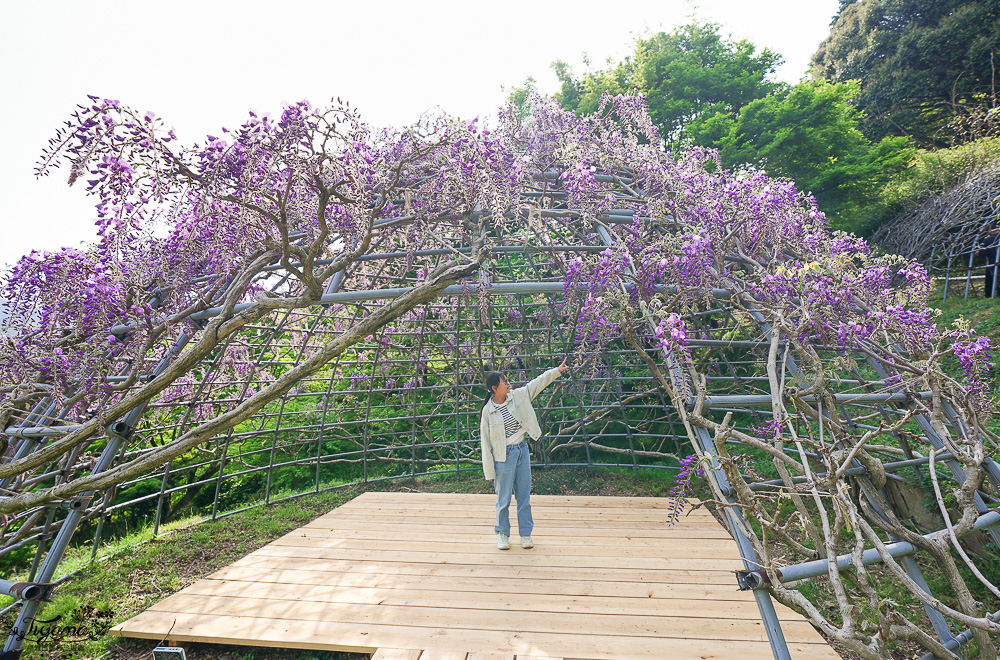 北九州一日遊｜河內藤園、門司港懷舊區散歩、THE OUTLETS KITAKYUSHU自由購物，全中文KKday專屬團~ @緹雅瑪 美食旅遊趣