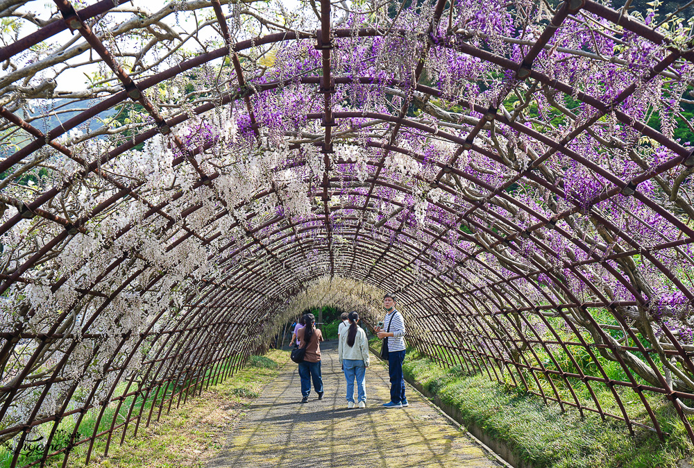 北九州一日遊｜河內藤園、門司港懷舊區散歩、THE OUTLETS KITAKYUSHU自由購物，全中文KKday專屬團~ @緹雅瑪 美食旅遊趣
