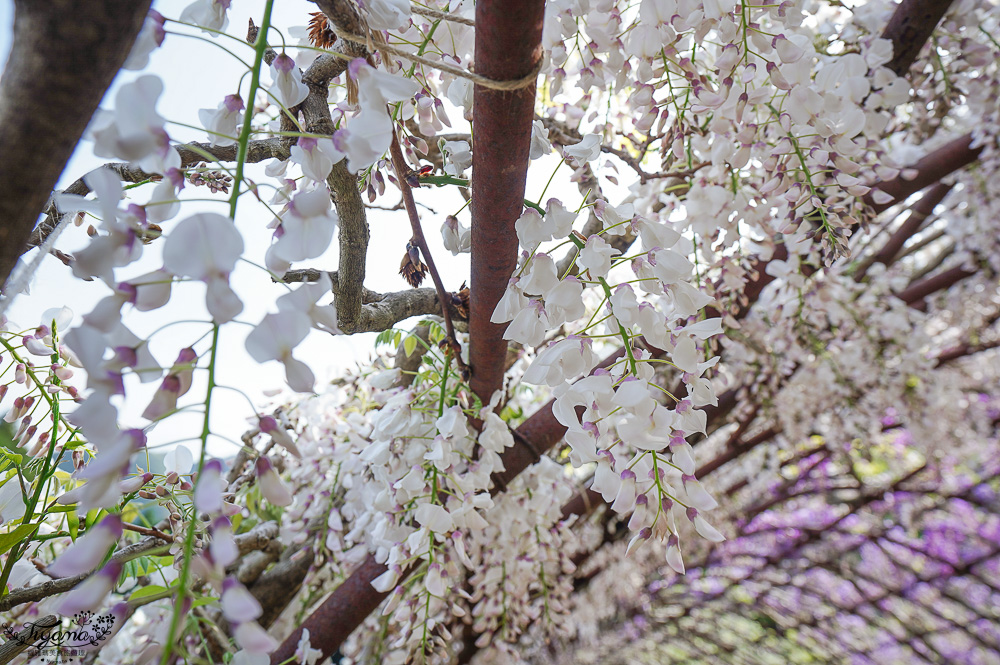 北九州一日遊｜河內藤園、門司港懷舊區散歩、THE OUTLETS KITAKYUSHU自由購物，全中文KKday專屬團~ @緹雅瑪 美食旅遊趣