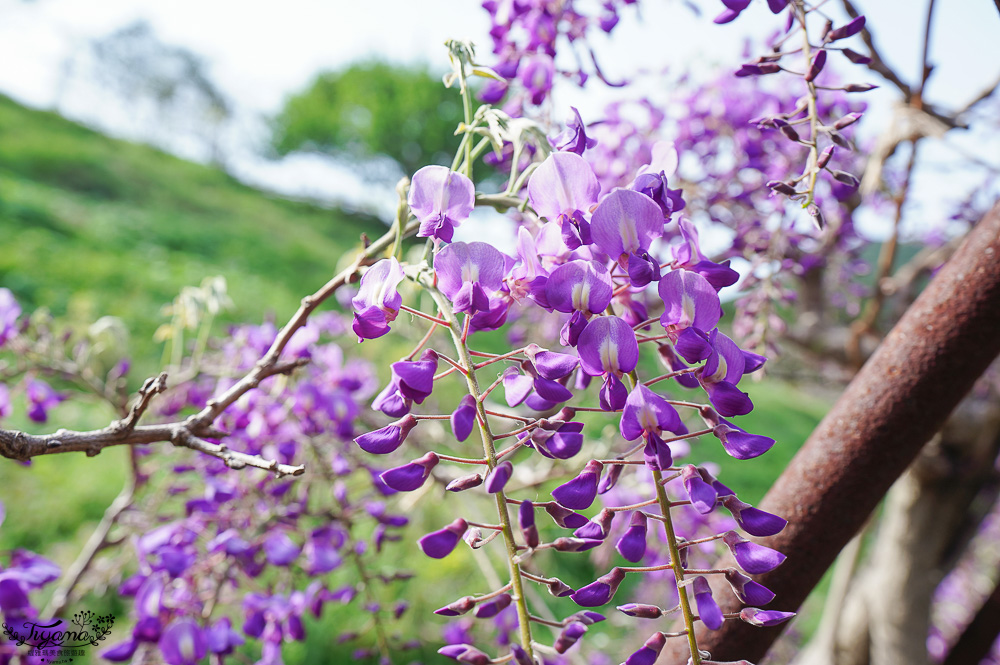 北九州一日遊｜河內藤園、門司港懷舊區散歩、THE OUTLETS KITAKYUSHU自由購物，全中文KKday專屬團~ @緹雅瑪 美食旅遊趣