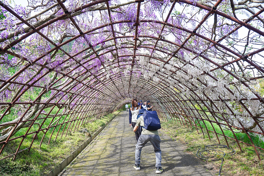 北九州一日遊｜河內藤園、門司港懷舊區散歩、THE OUTLETS KITAKYUSHU自由購物，全中文KKday專屬團~ @緹雅瑪 美食旅遊趣