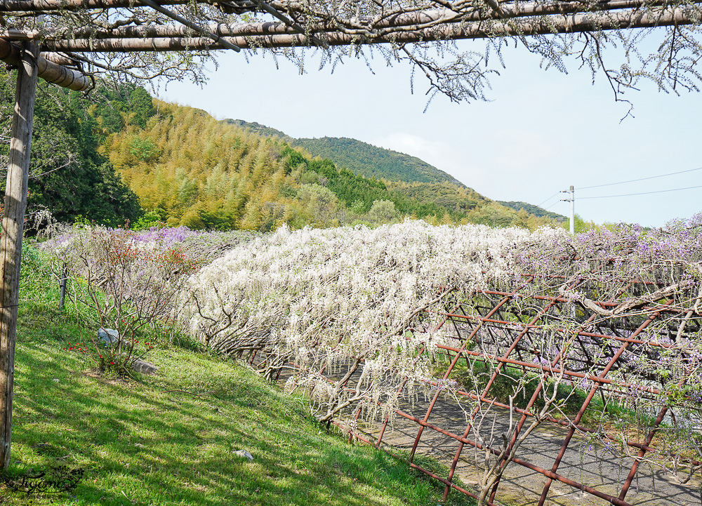 北九州一日遊｜河內藤園、門司港懷舊區散歩、THE OUTLETS KITAKYUSHU自由購物，全中文KKday專屬團~ @緹雅瑪 美食旅遊趣