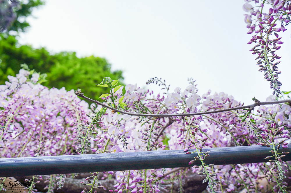 北九州一日遊｜河內藤園、門司港懷舊區散歩、THE OUTLETS KITAKYUSHU自由購物，全中文KKday專屬團~ @緹雅瑪 美食旅遊趣