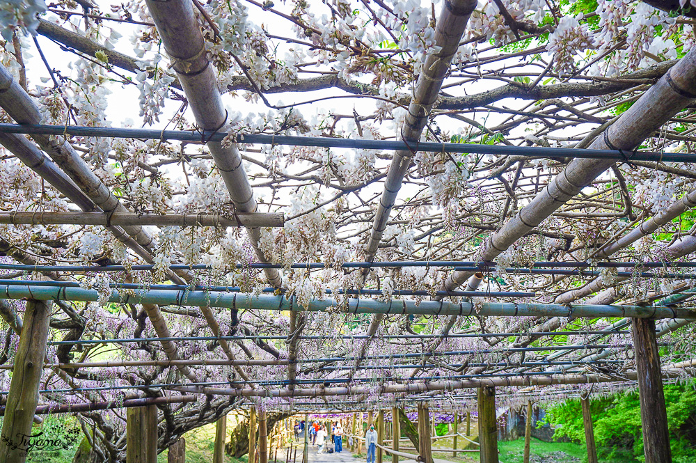 北九州一日遊｜河內藤園、門司港懷舊區散歩、THE OUTLETS KITAKYUSHU自由購物，全中文KKday專屬團~ @緹雅瑪 美食旅遊趣