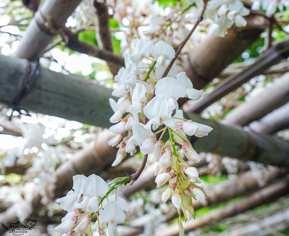 北九州一日遊｜河內藤園、門司港懷舊區散歩、THE OUTLETS KITAKYUSHU自由購物，全中文KKday專屬團~ @緹雅瑪 美食旅遊趣