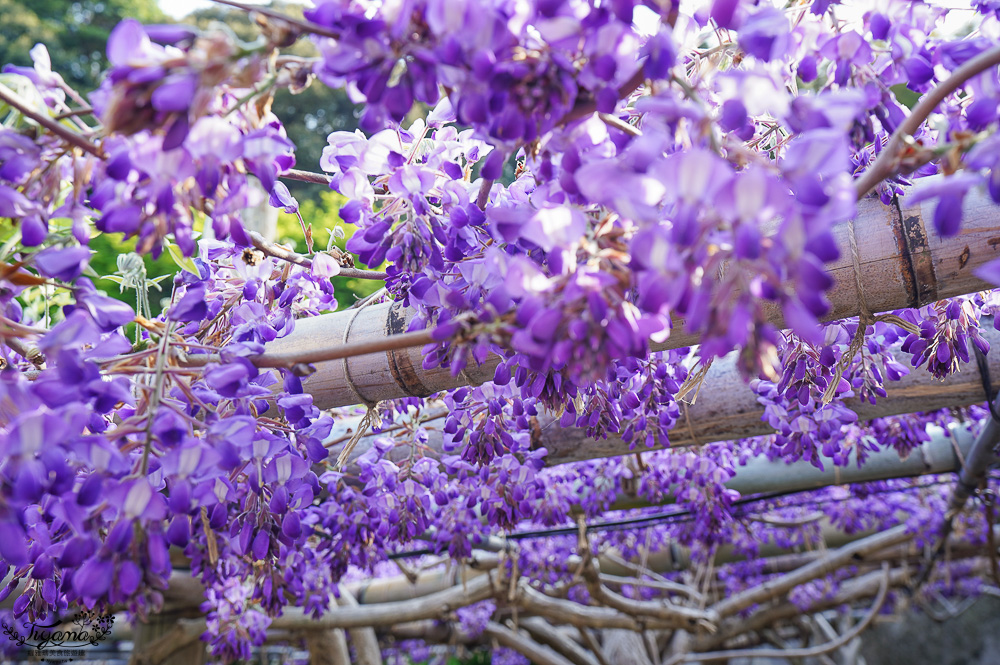 北九州一日遊｜河內藤園、門司港懷舊區散歩、THE OUTLETS KITAKYUSHU自由購物，全中文KKday專屬團~ @緹雅瑪 美食旅遊趣
