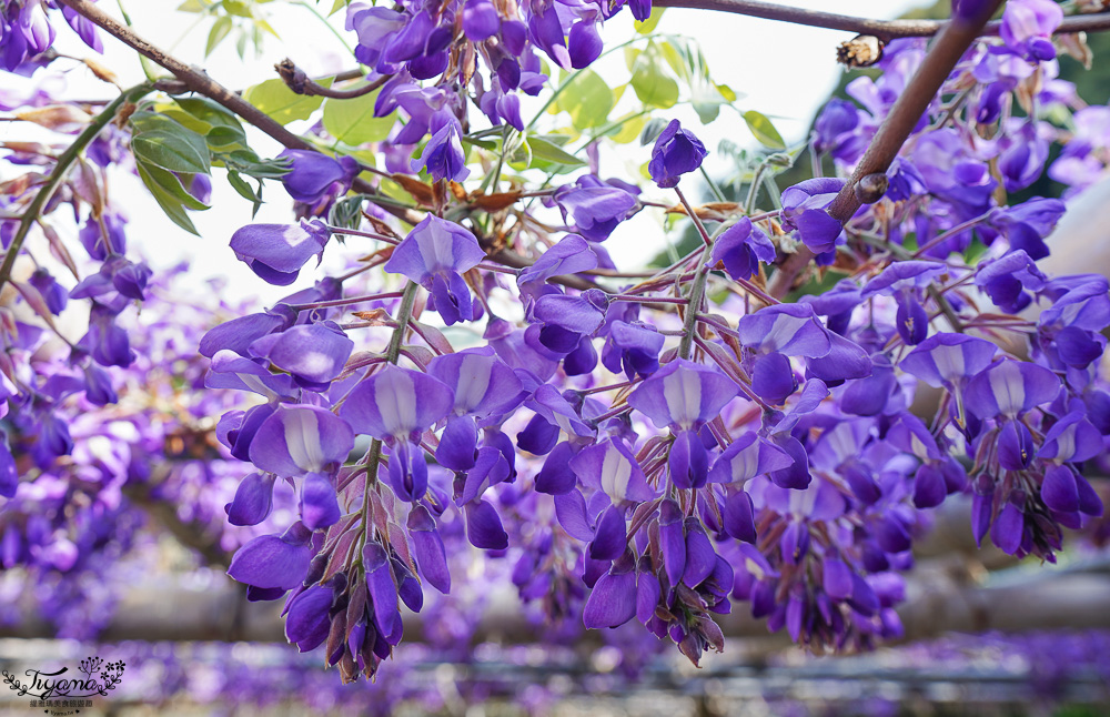 北九州一日遊｜河內藤園、門司港懷舊區散歩、THE OUTLETS KITAKYUSHU自由購物，全中文KKday專屬團~ @緹雅瑪 美食旅遊趣