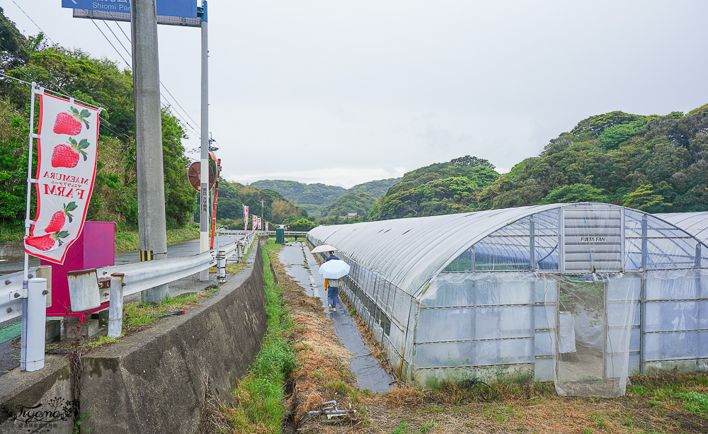 福岡採草莓園推薦，Maemura Farm前村農場40分鐘草莓吃到飽，吃得到天使白草莓~ @緹雅瑪 美食旅遊趣